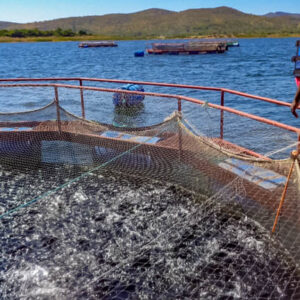Aquaculture Netting, (Knitted Hdpe Mesh Fabrics)